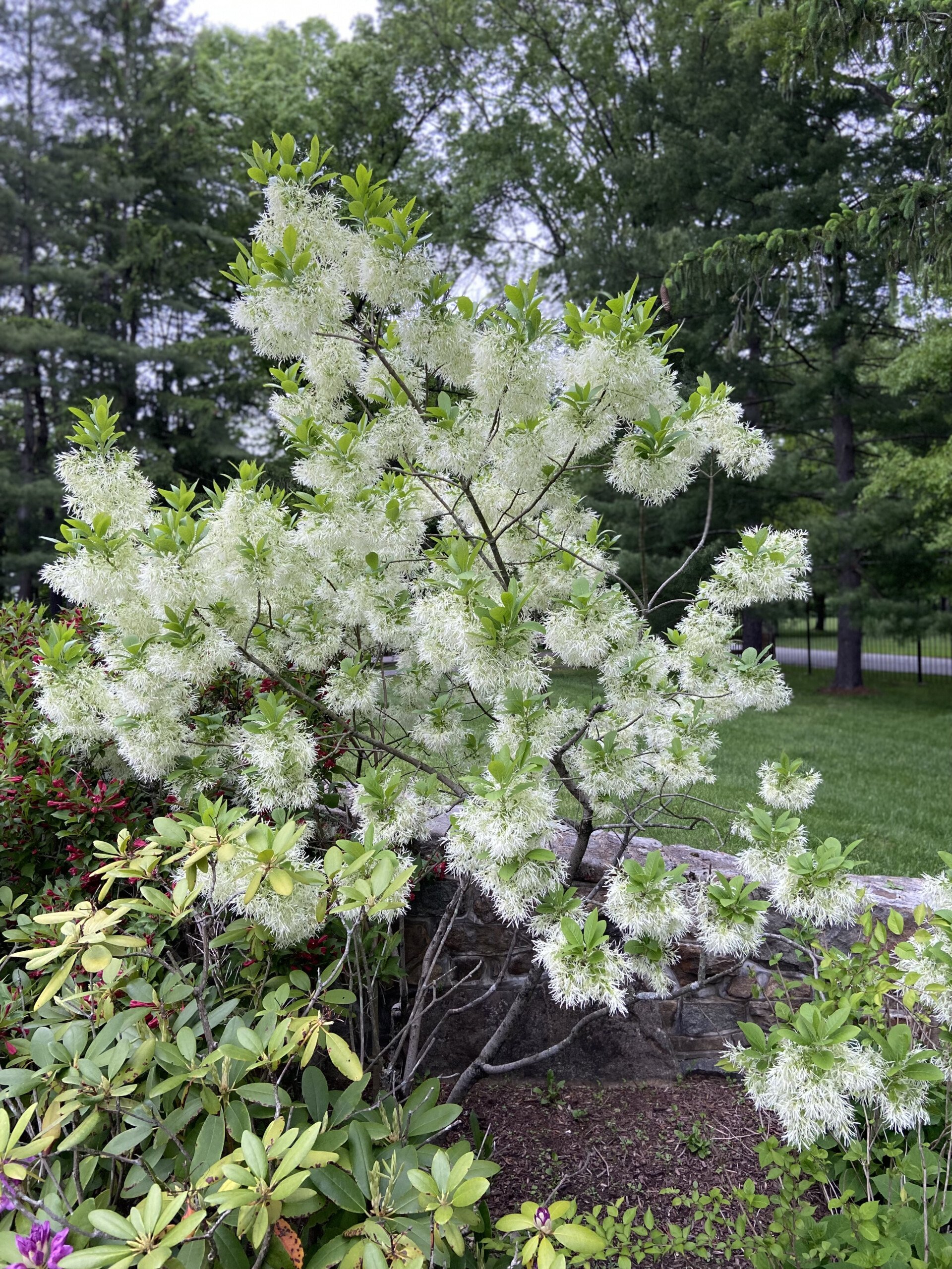 white fringe tree