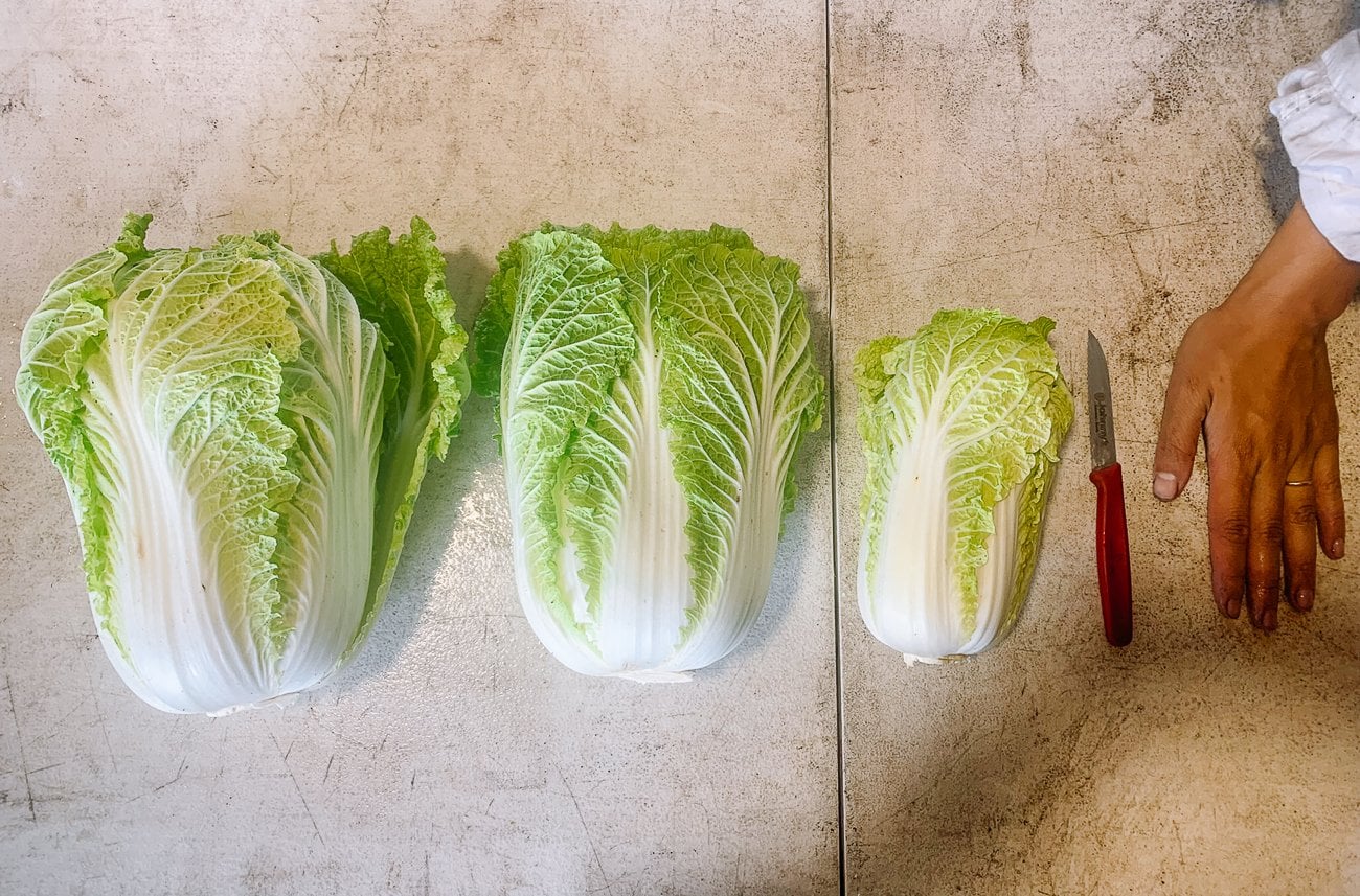 harvested napa cabbages of different sizes
