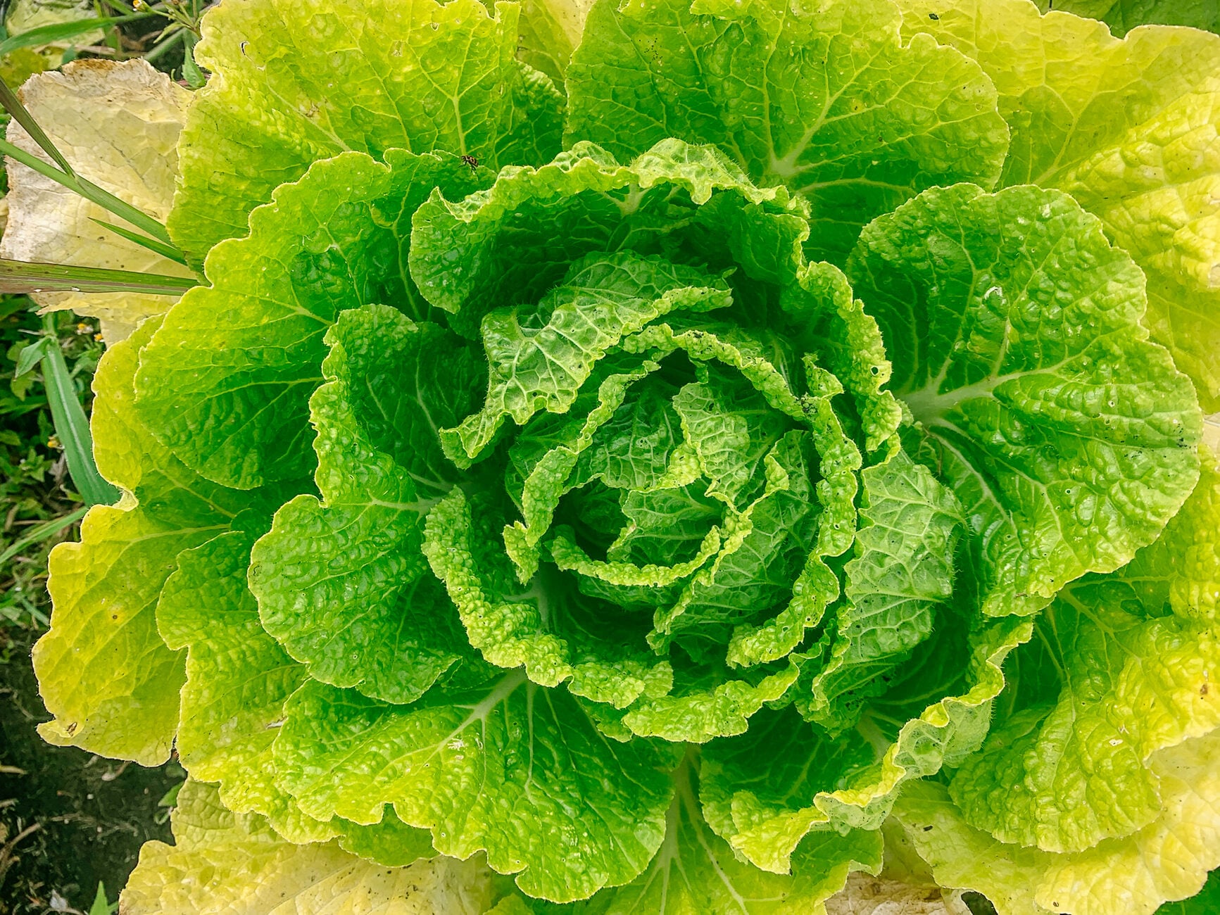 napa cabbage with some damage at leaf ends