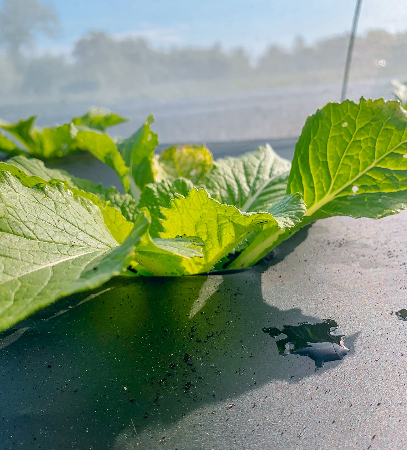 napa cabbage planted with row cover and weed block