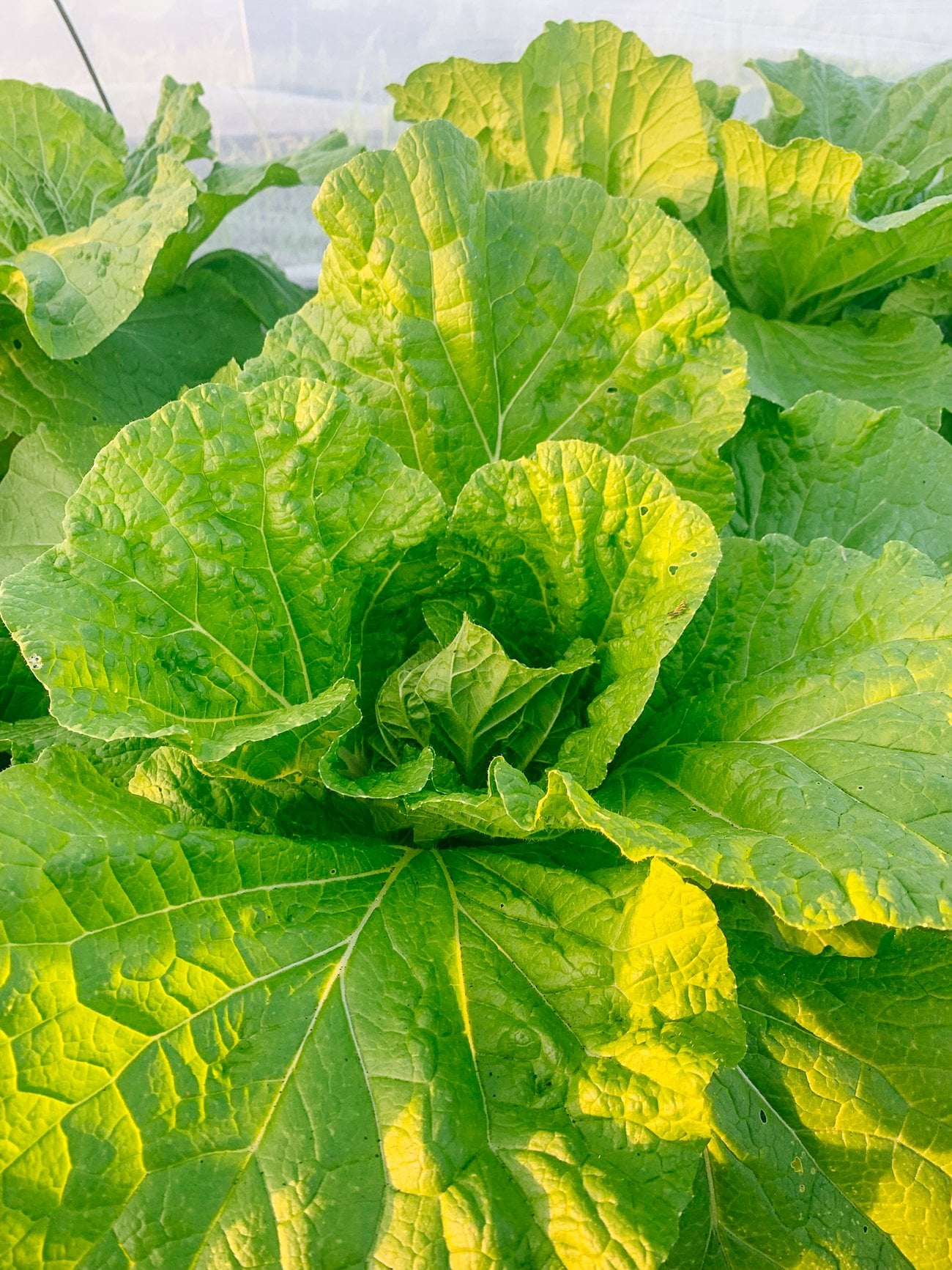 growing napa cabbage plant