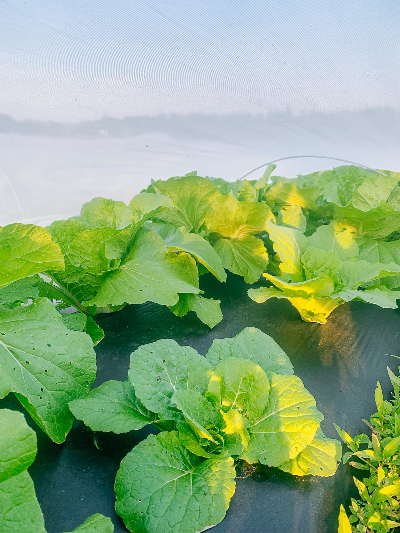 growing napa cabbage plants