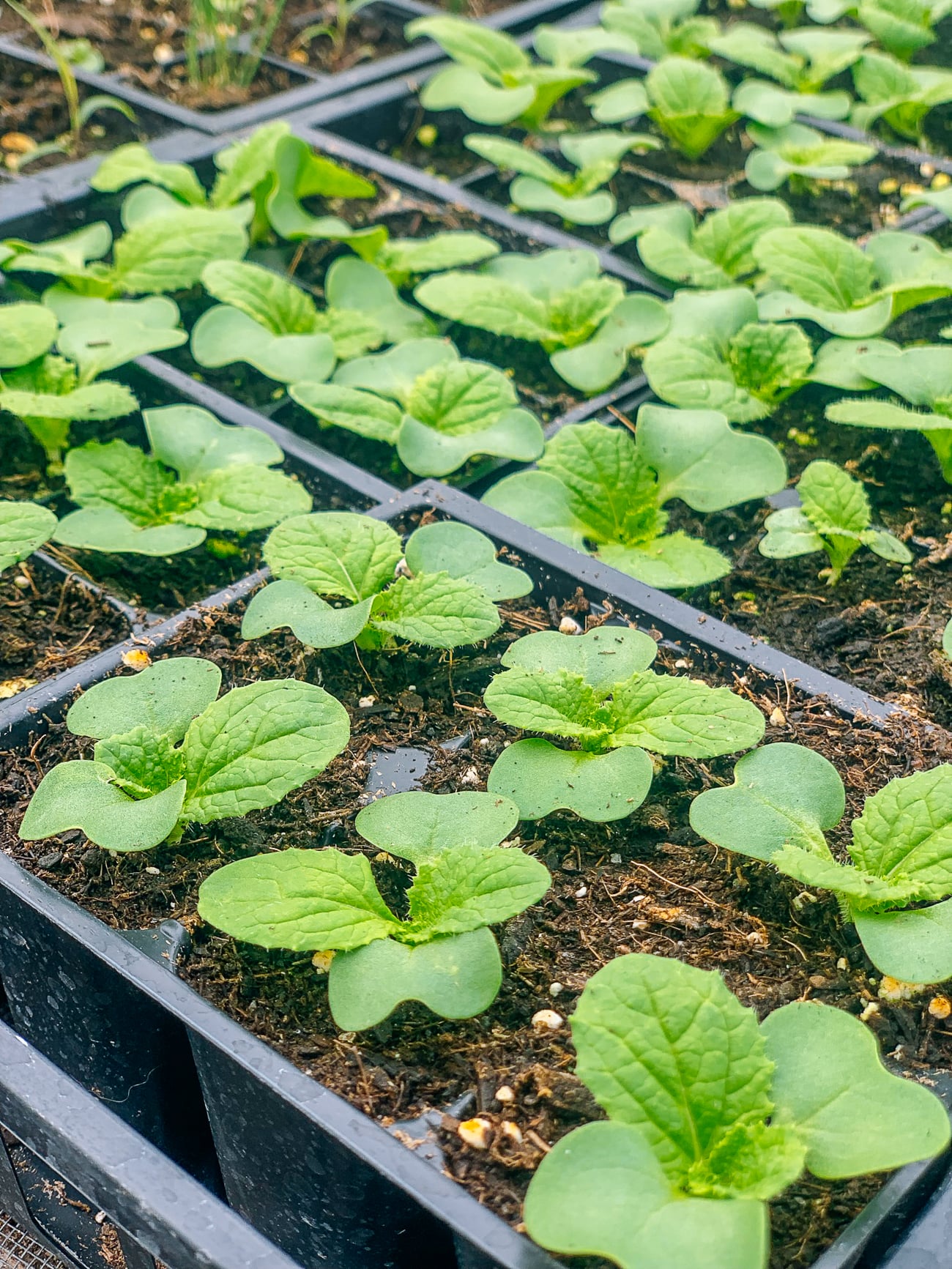 napa cabbage seedlings