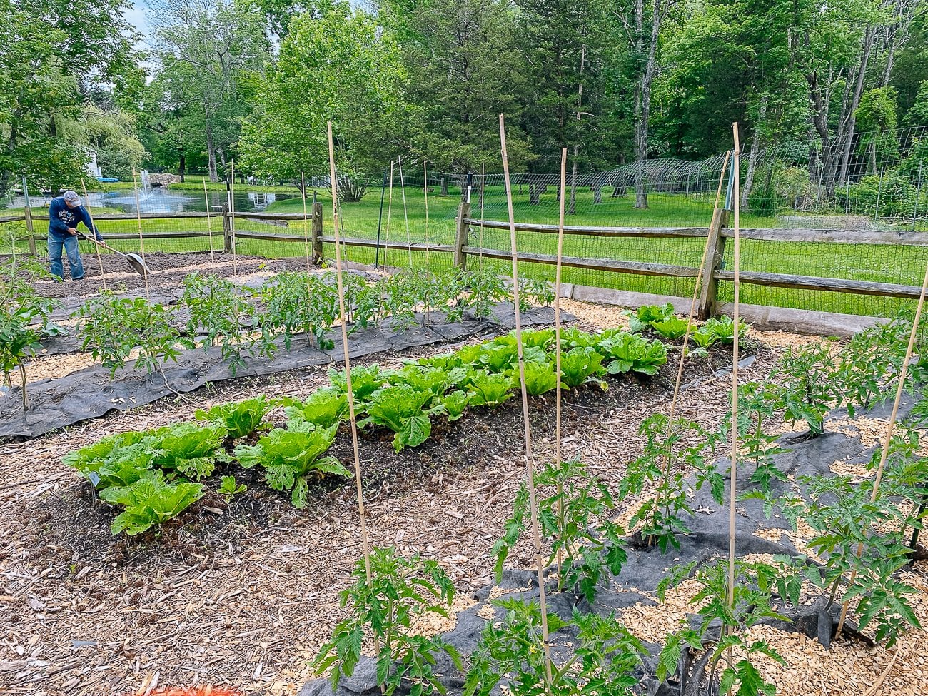 vegetable garden beds