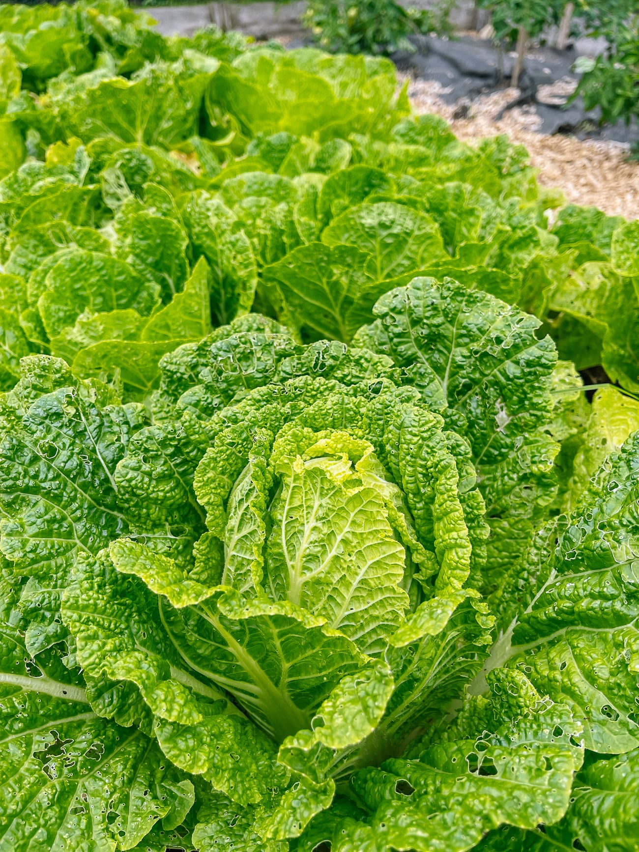 napa cabbage heading up