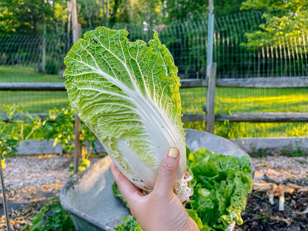harvested napa cabbage