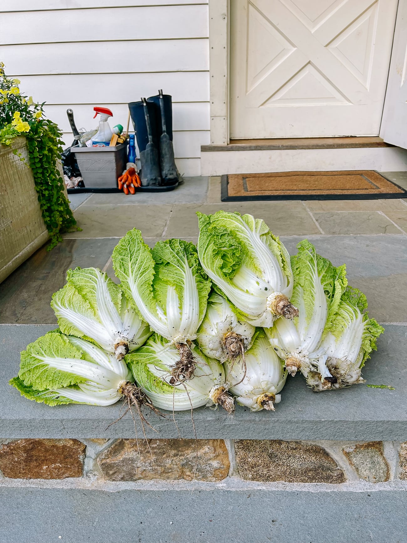 pile of harvested napa cabbages