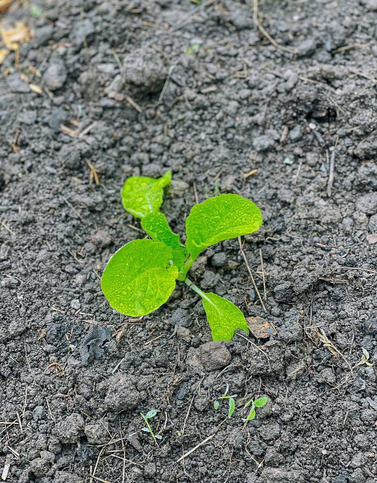young napa cabbage seedling planted out