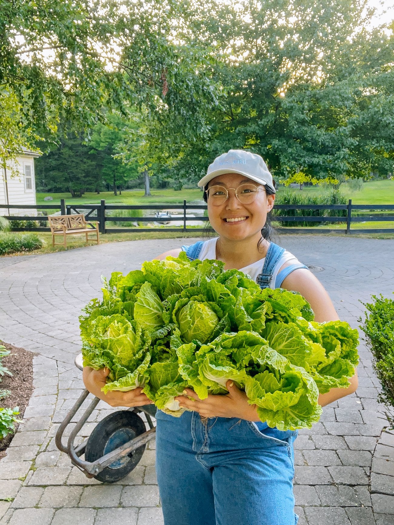 How to Grow Napa Cabbage