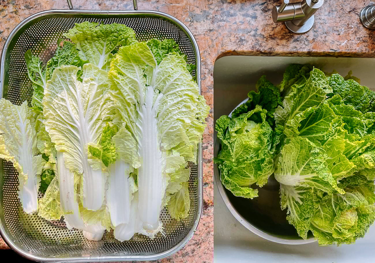 washing garden grown napa cabbage