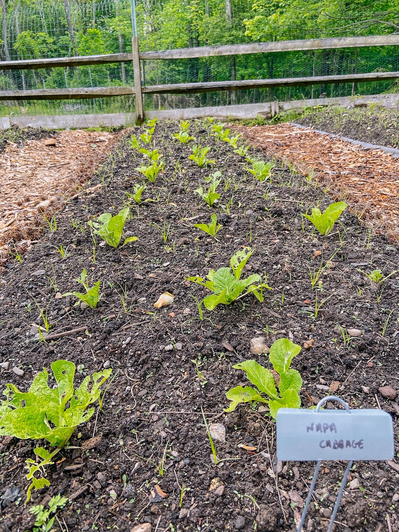 pest damage to young napa cabbage