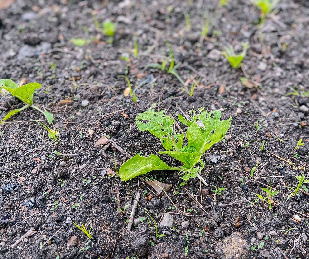 pest damage to young napa cabbage seedling in ground