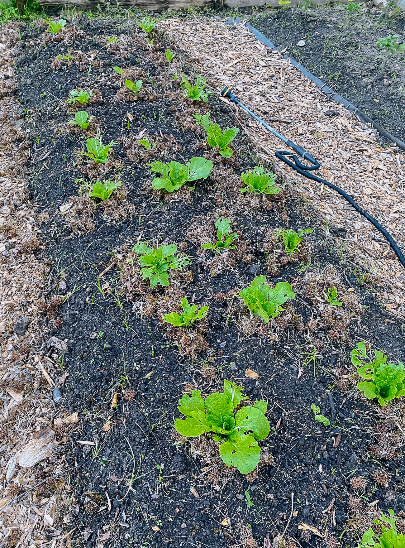 sweet gum tree burrs around napa cabbage plant as slug protection