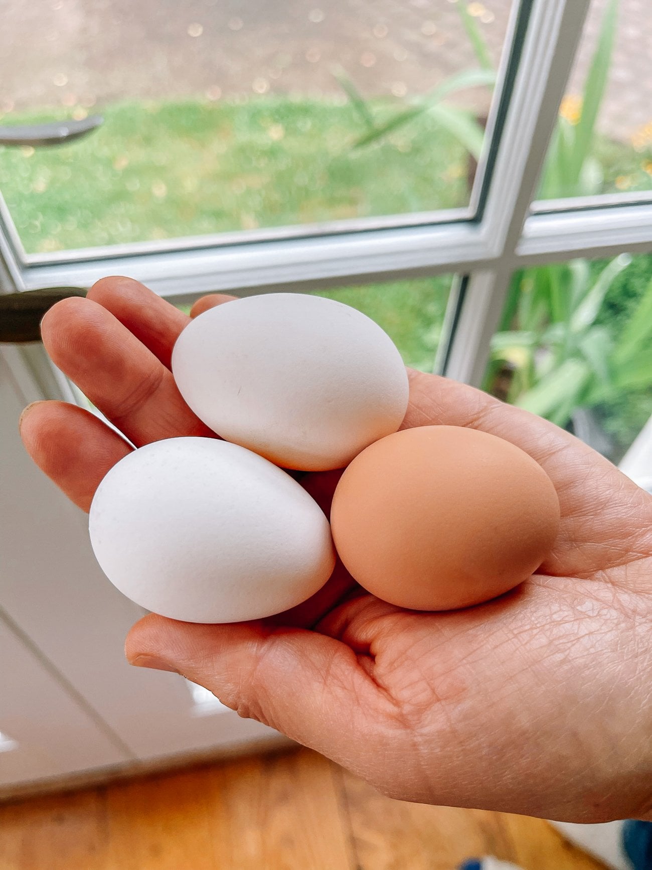 holding three small backyard chicken eggs in one hand