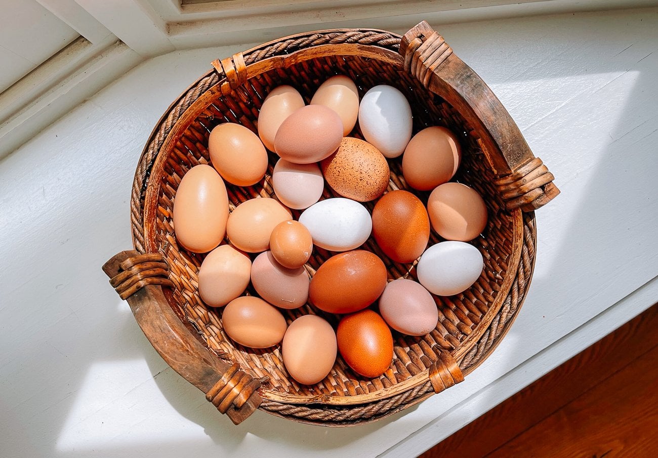 basket of backyard eggs