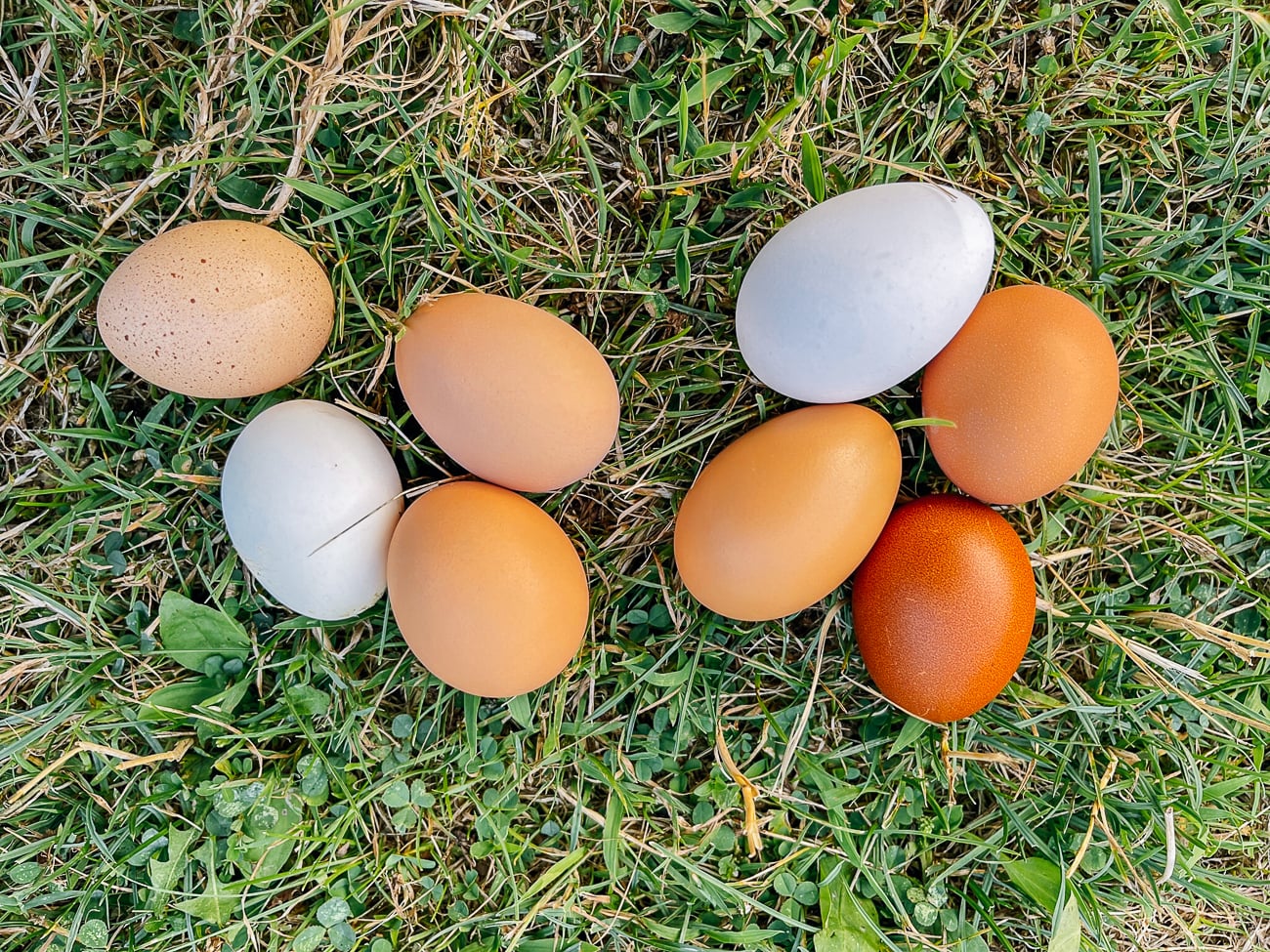 Collected eggs on grass