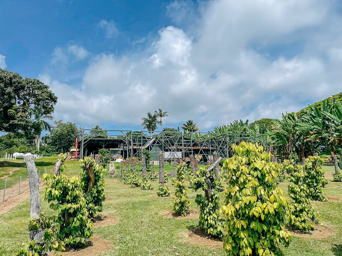 black peppercorns growing at Greenwell farms