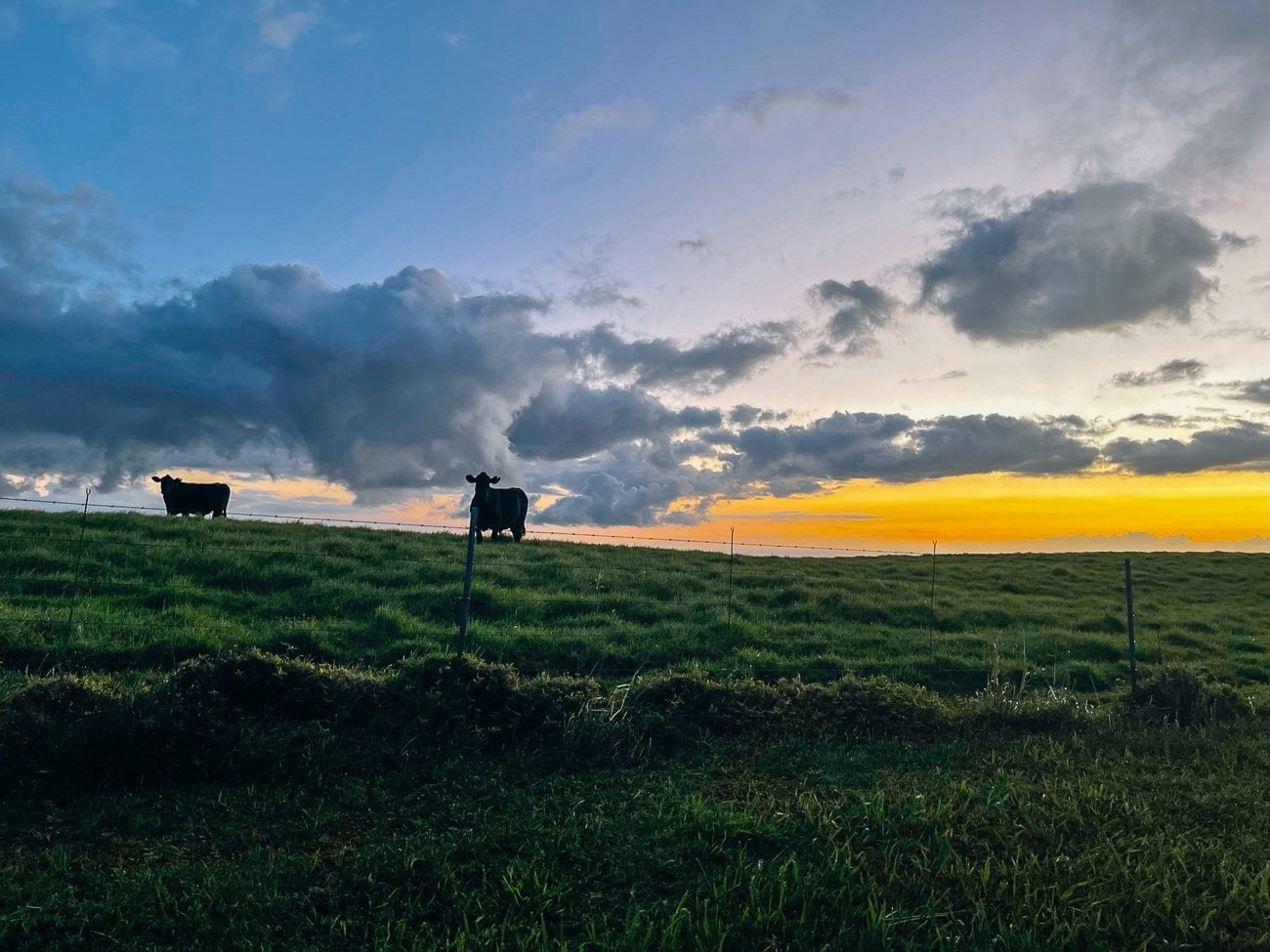 cows grazing with sunset background