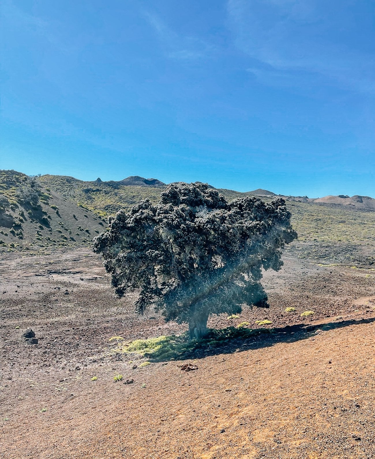 Tree growing on Hualalai
