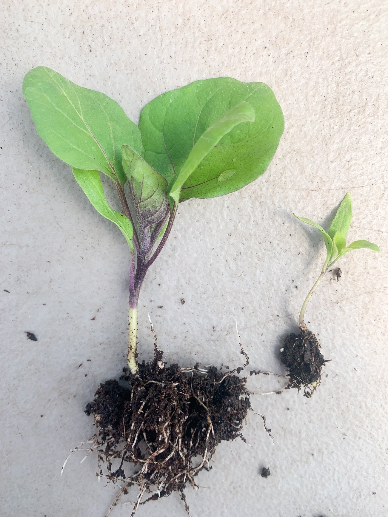 eggplant seedlings
