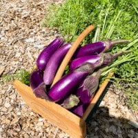 basket of harvested Chinese eggplant