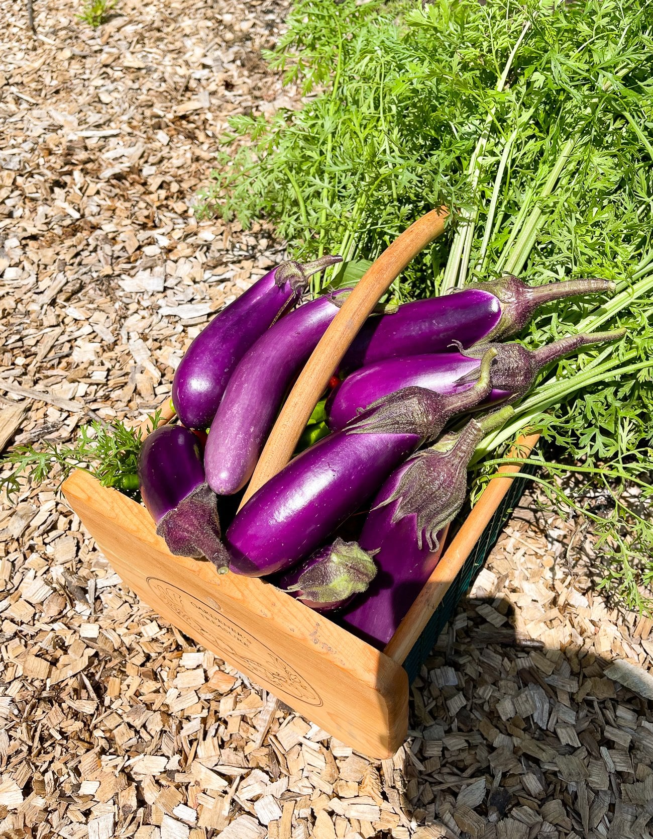 basket of harvested Chinese eggplant
