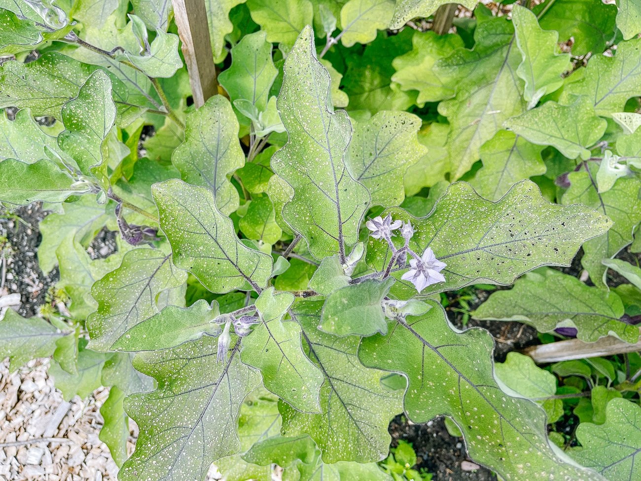 Eggplant plant in flower