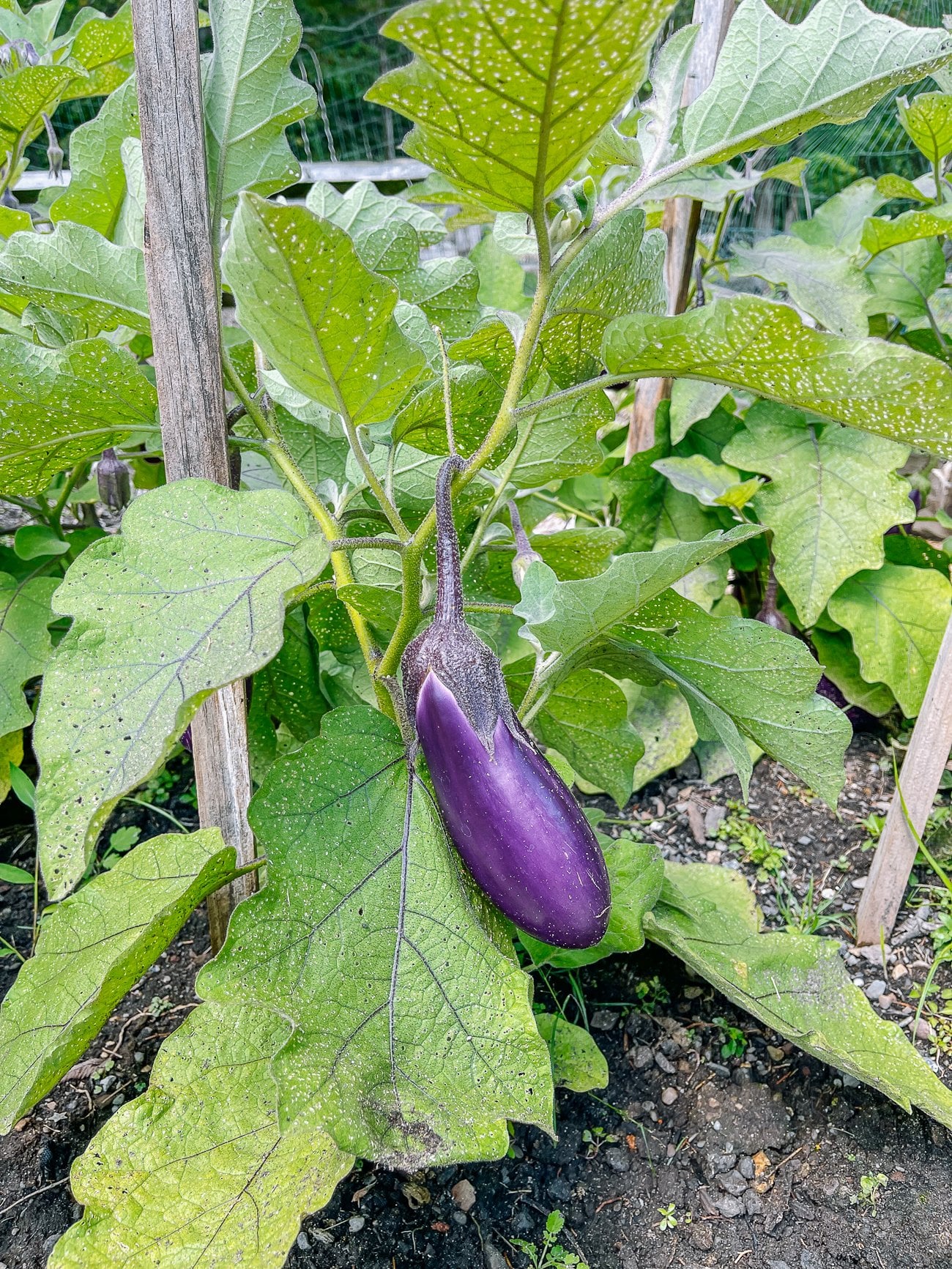 Eggplant growing 