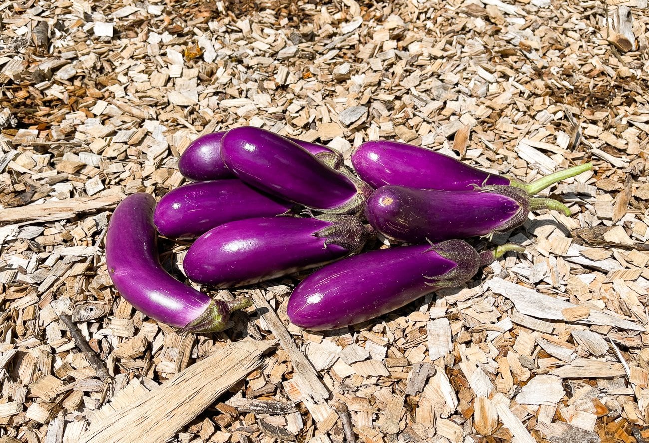 pile of harvested Chinese eggplants