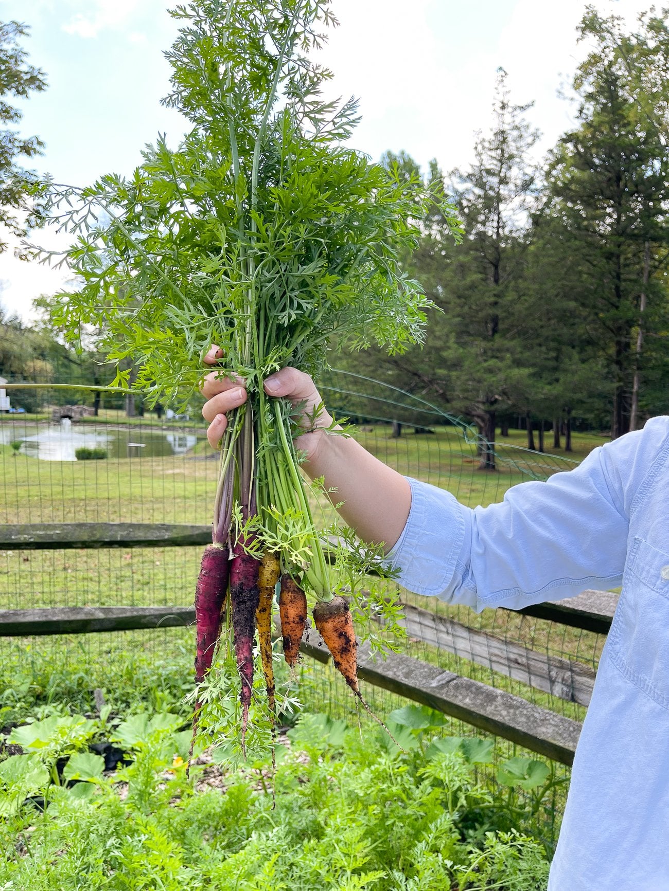rainbow carrots out of the garden