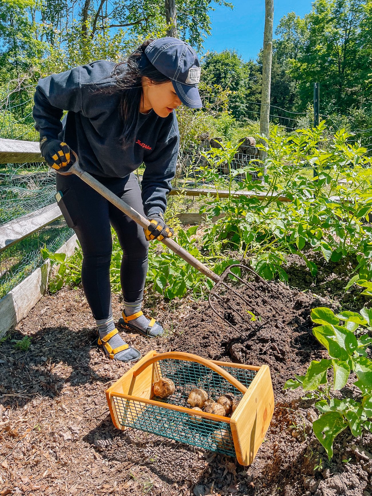harvesting potatoes