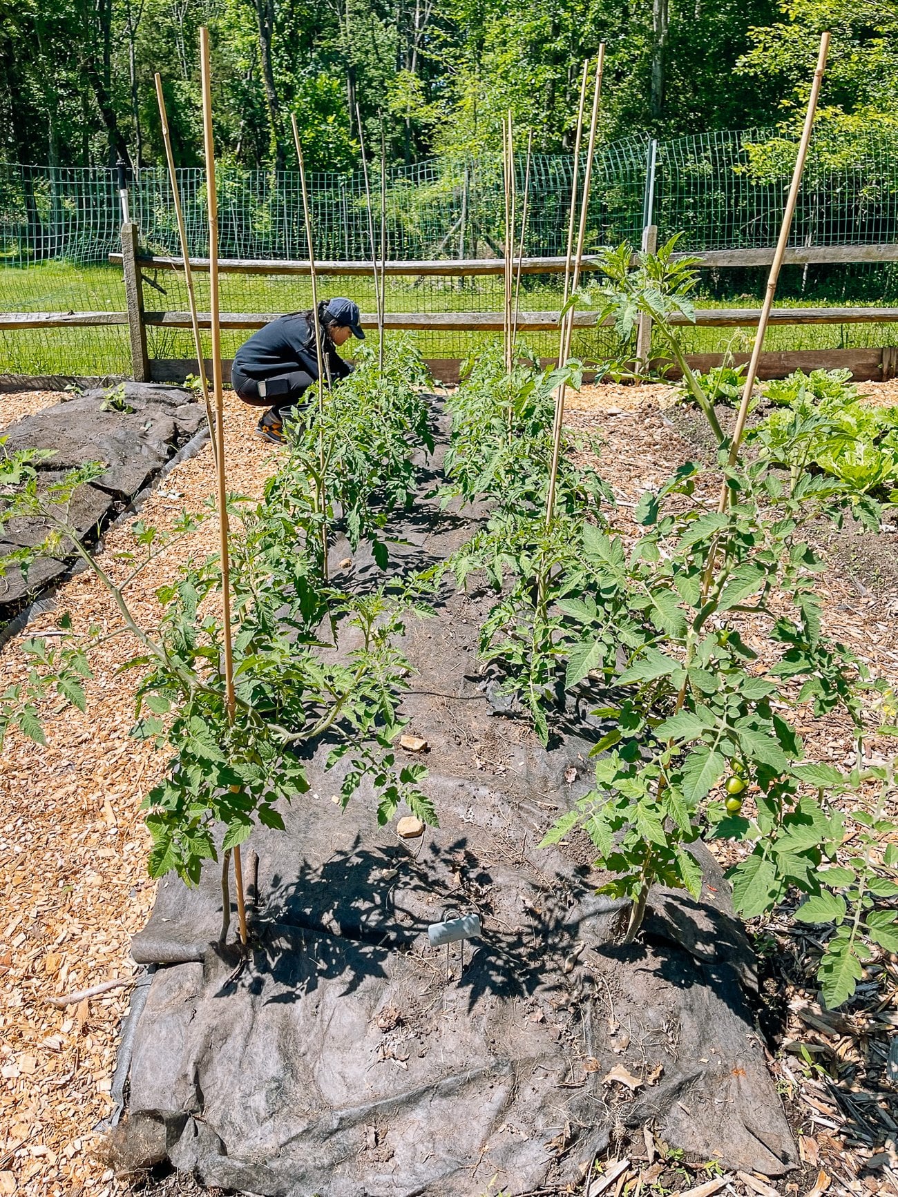 working on tomato bed