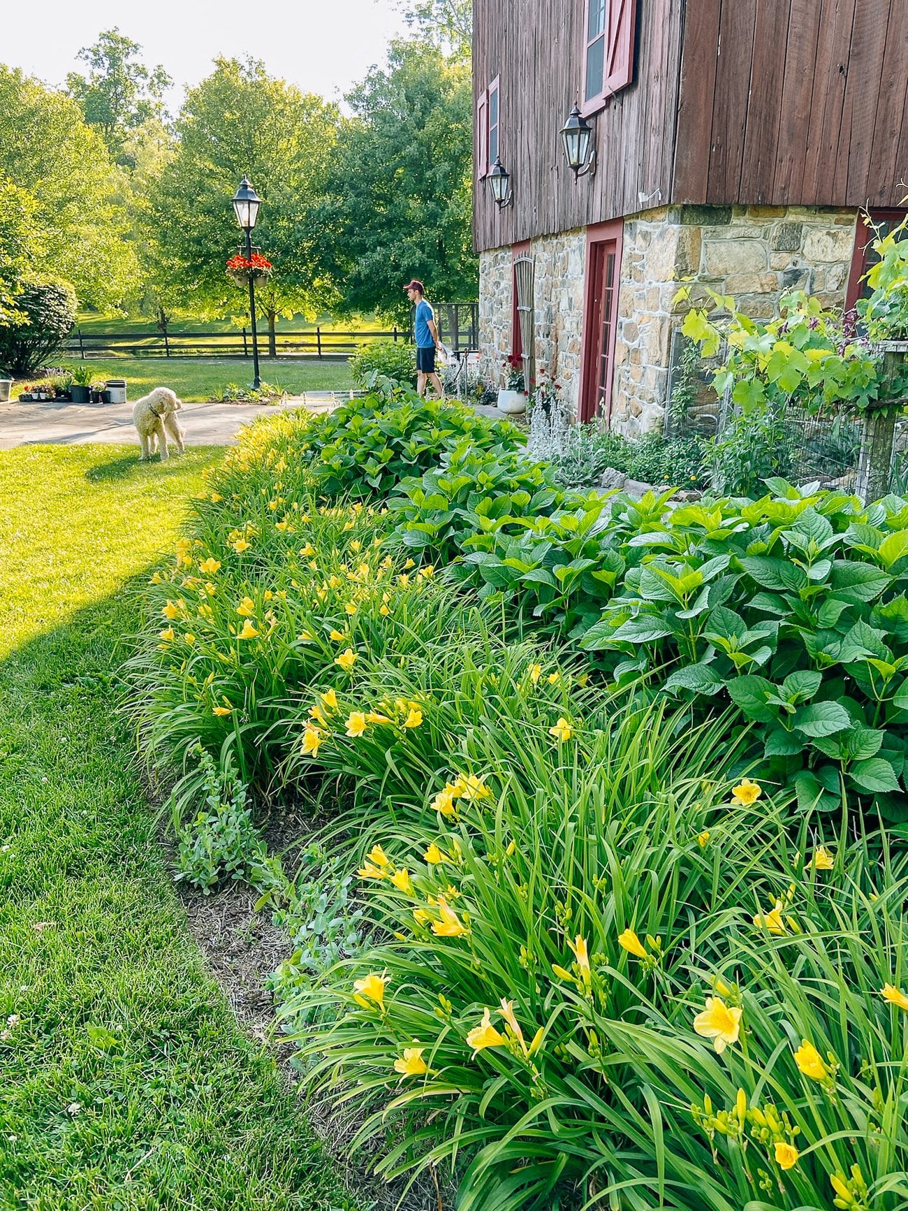 Yellow Day Lilies flowering