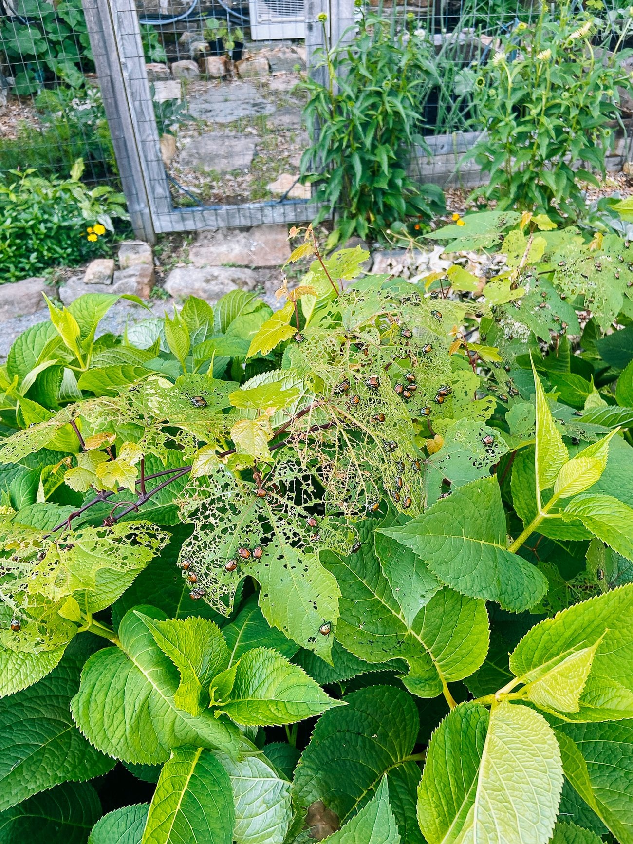 japanese beetles skeletonizing leaves