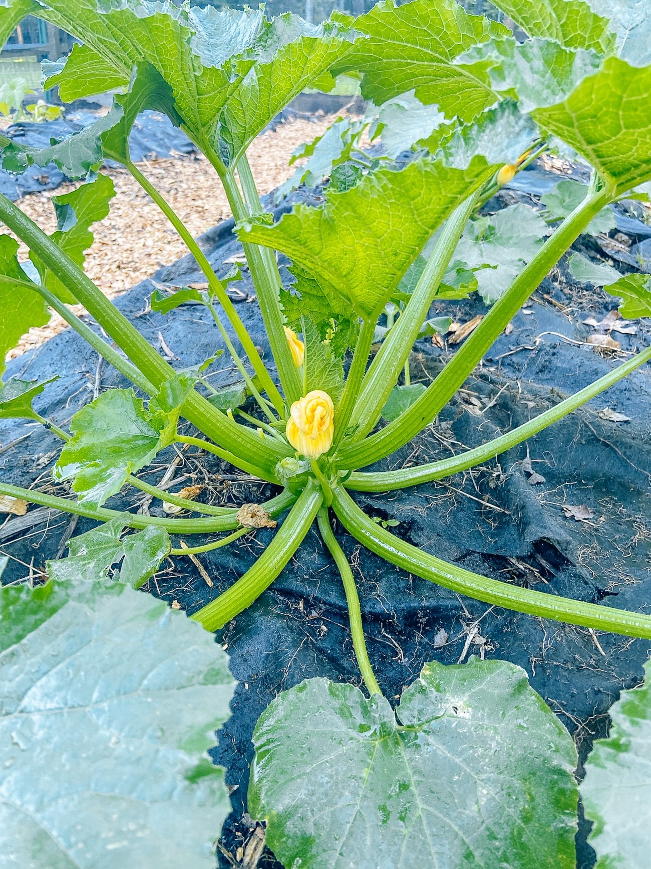 zucchini plant