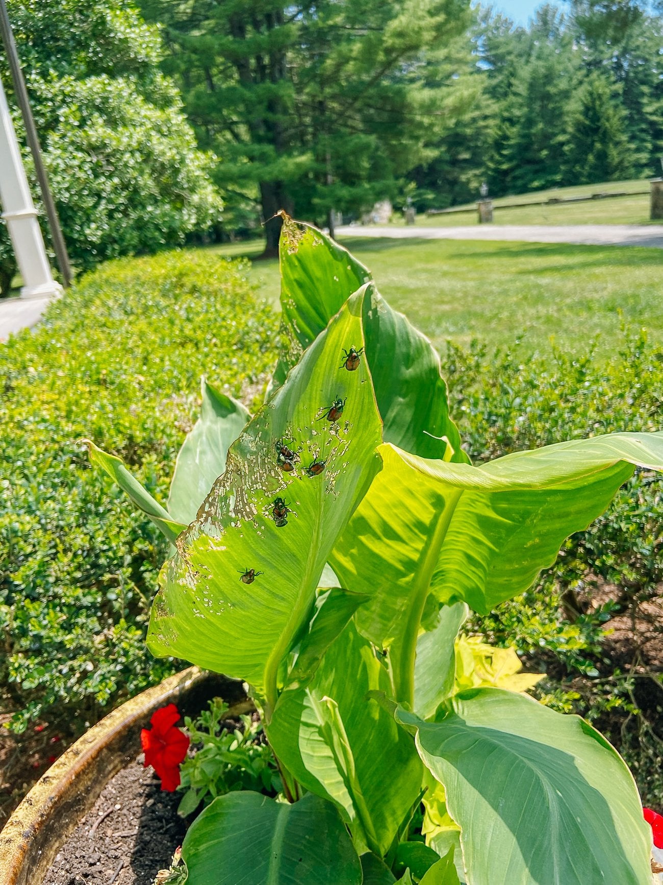 japanese beetles eating cannas