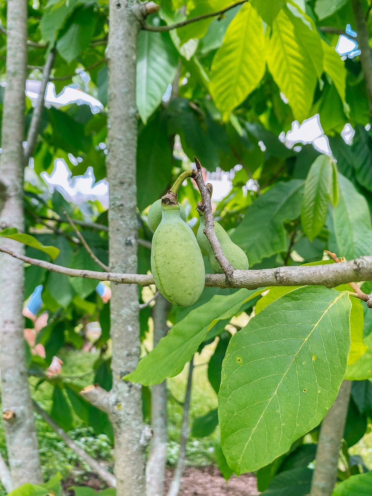 paw paw growing on tree
