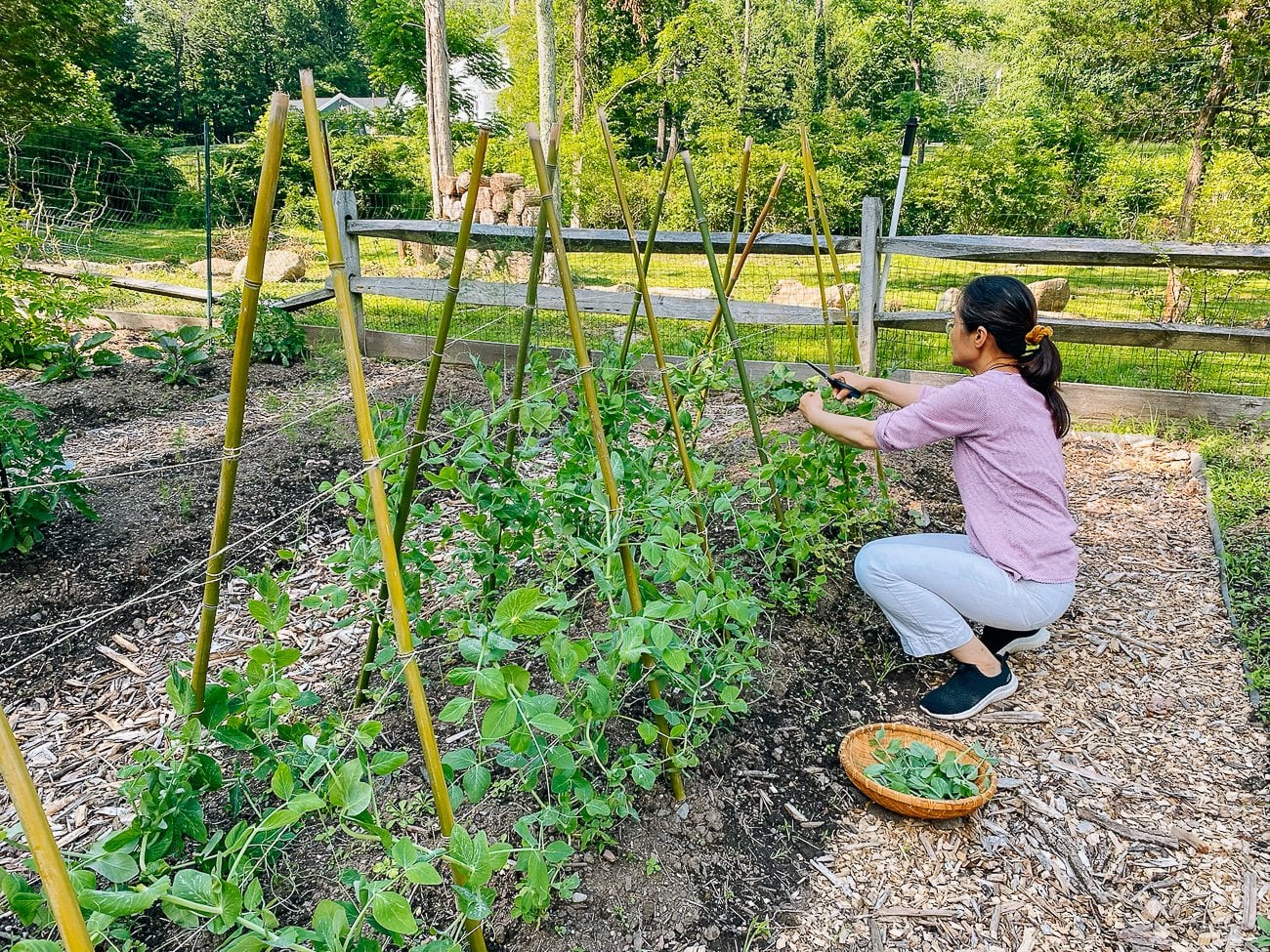Judy harvesting pea tips