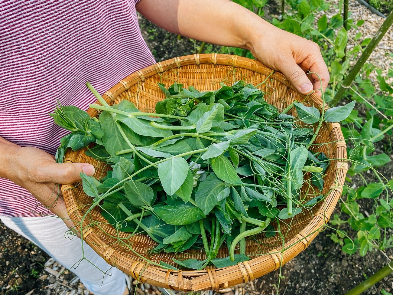 pea tips in basket