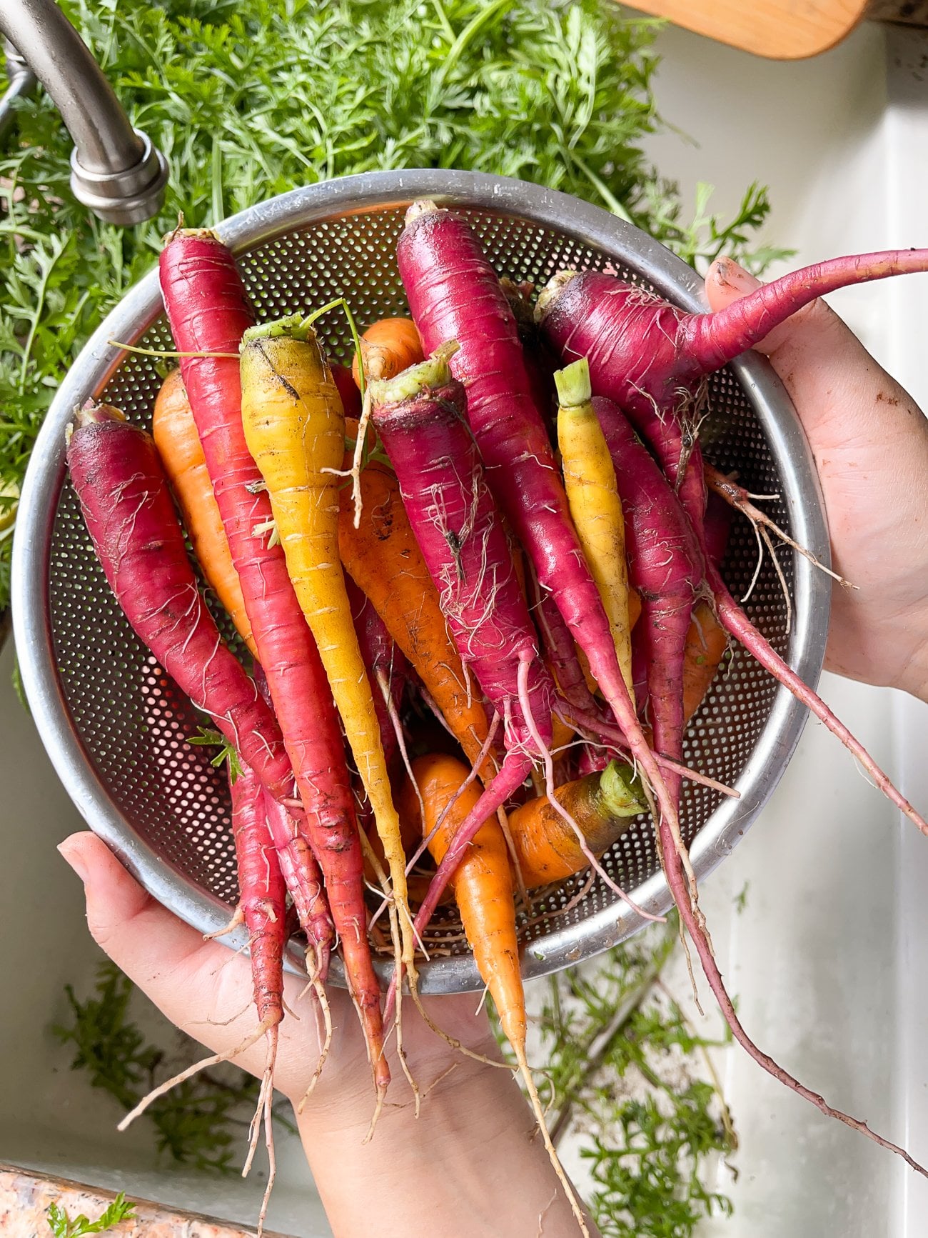 rainbow carrots from the garden