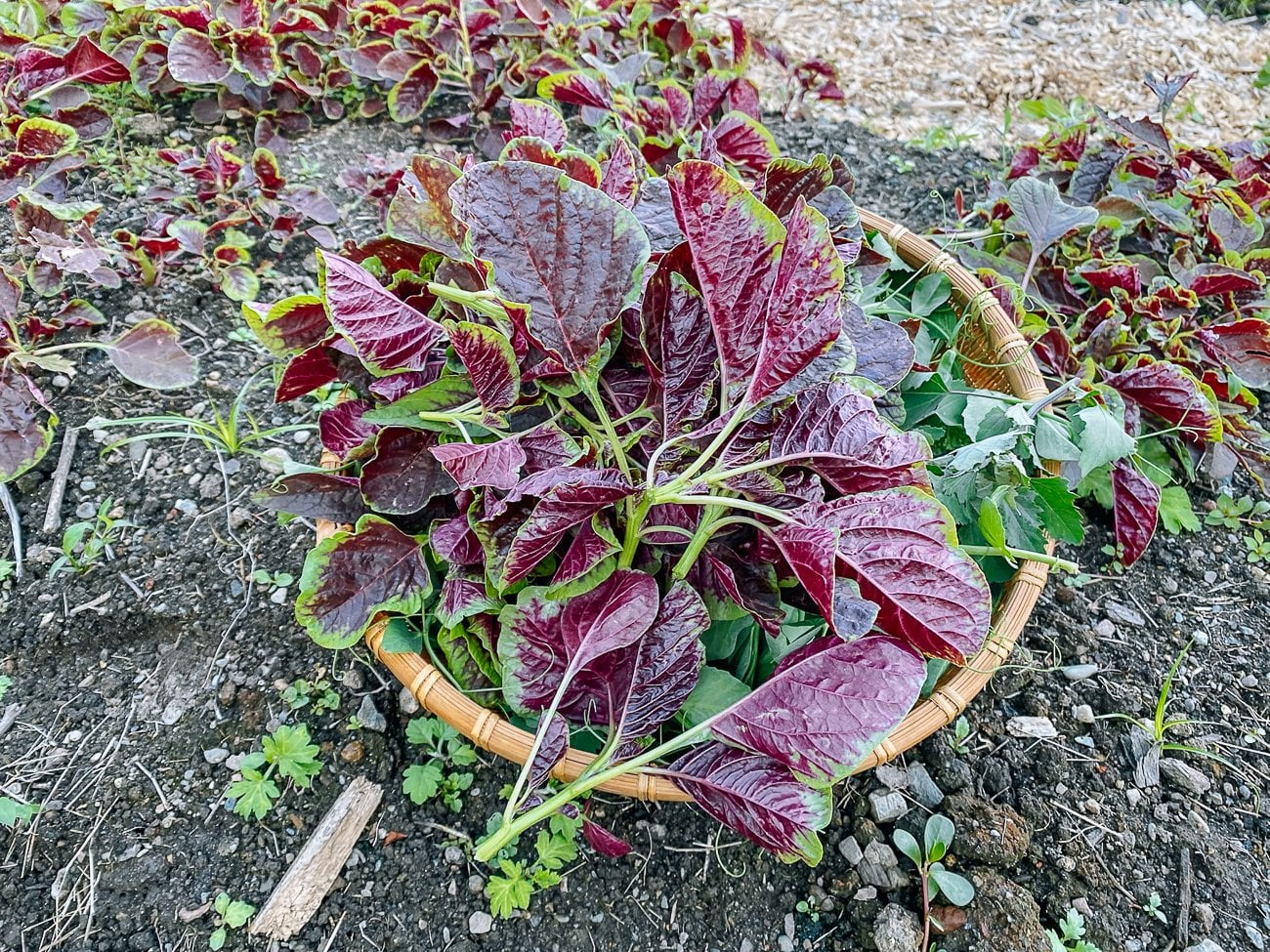 purple amaranth leaves in a basket