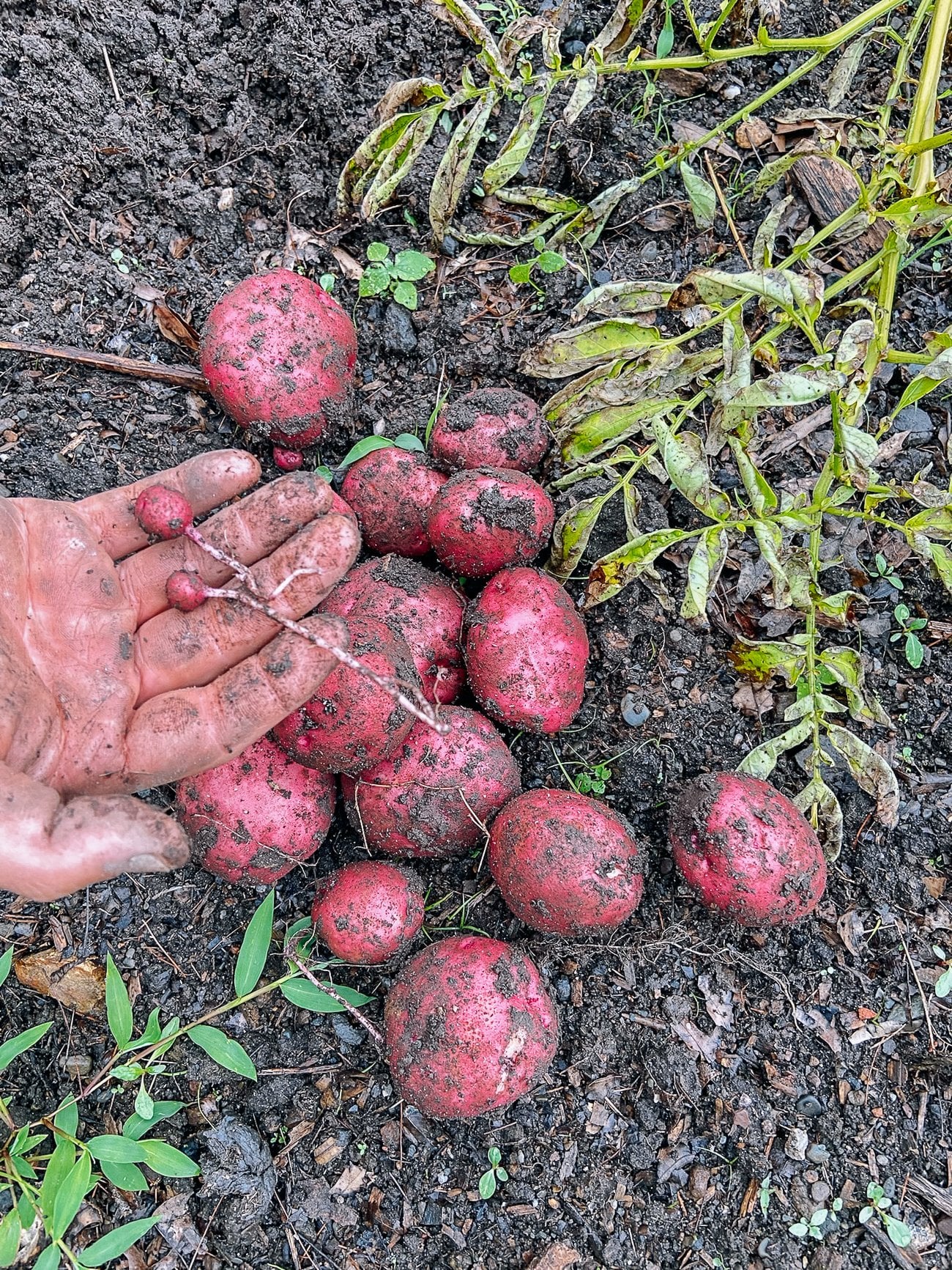 pile of harvested red potatoes