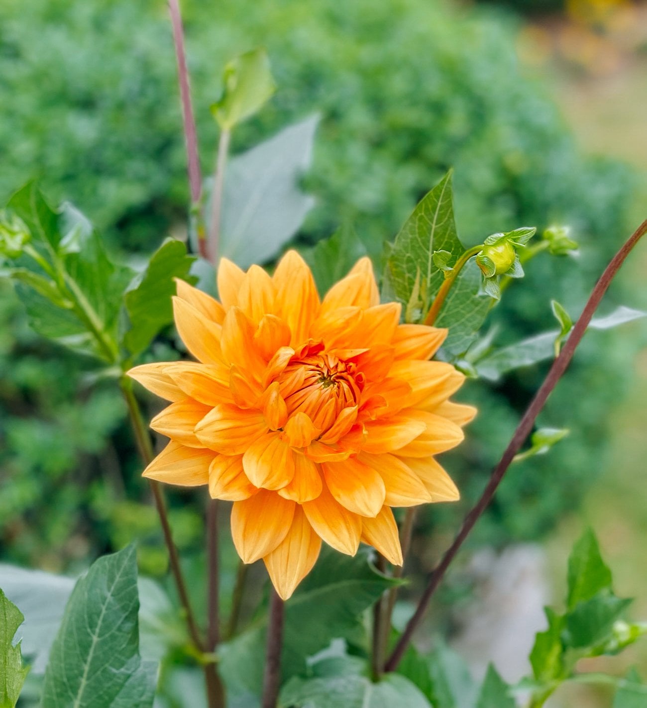 Orange Dahlia