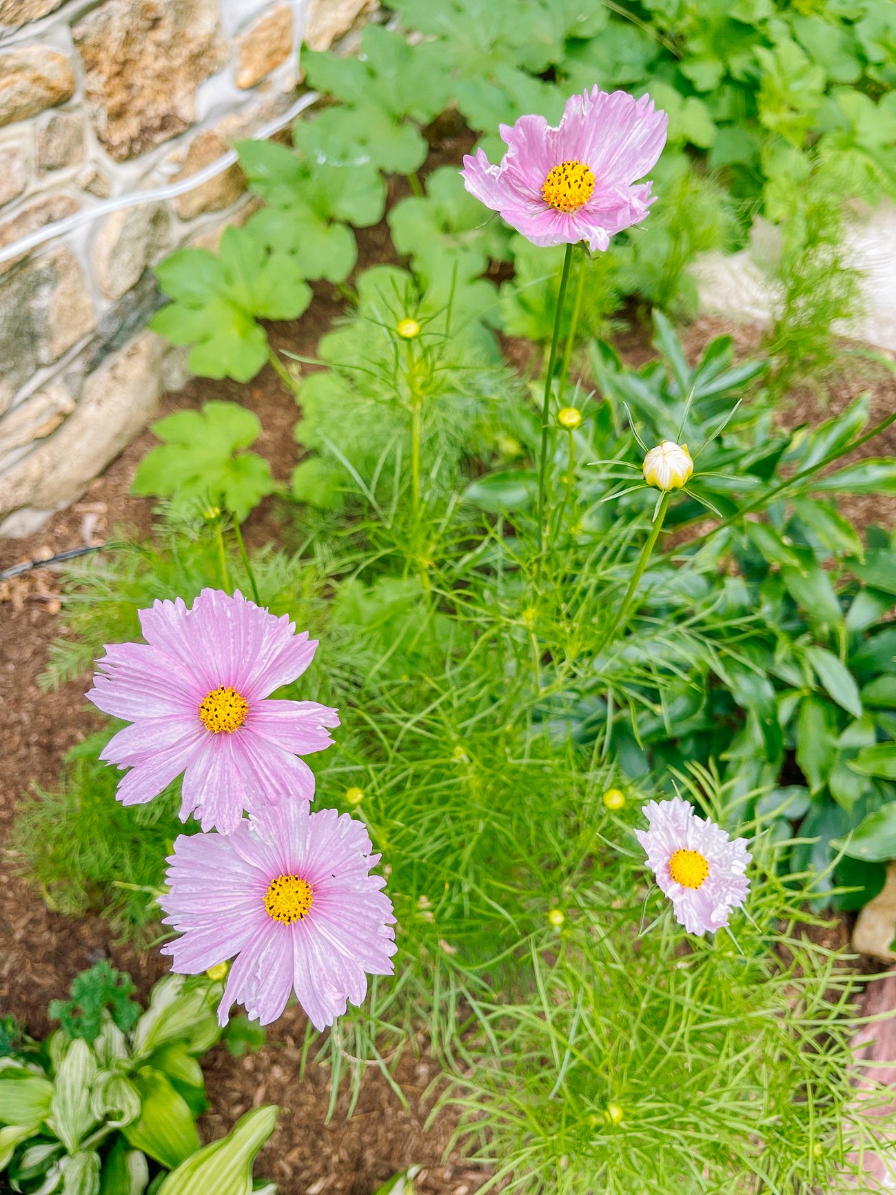 Cosmos cupcake blush