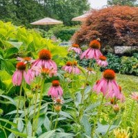 Echinacea