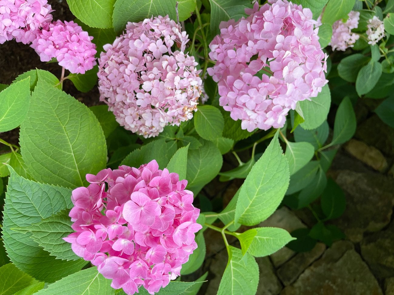 pink hydrangeas