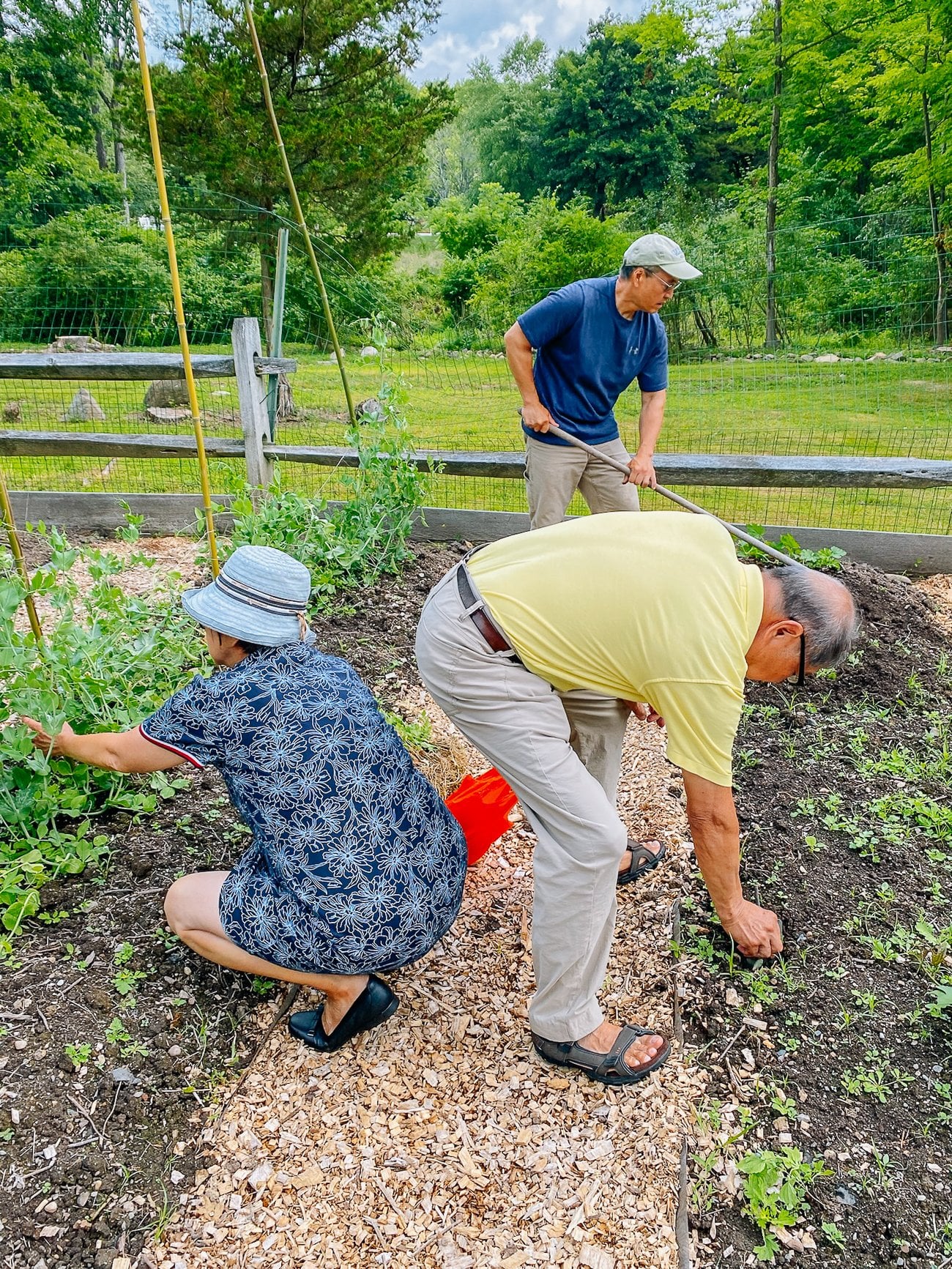 family working in the vegetable garden