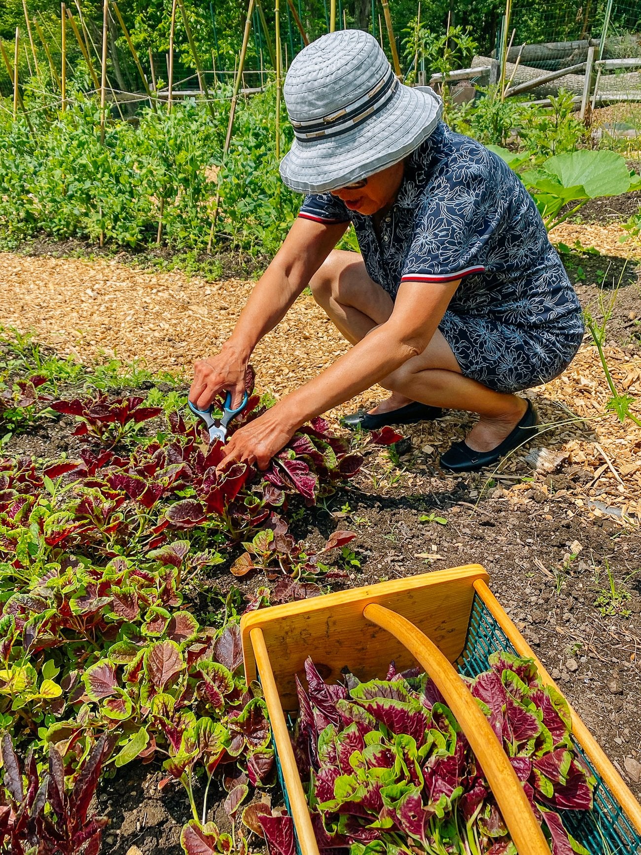Harvesting purple amaranth leaves