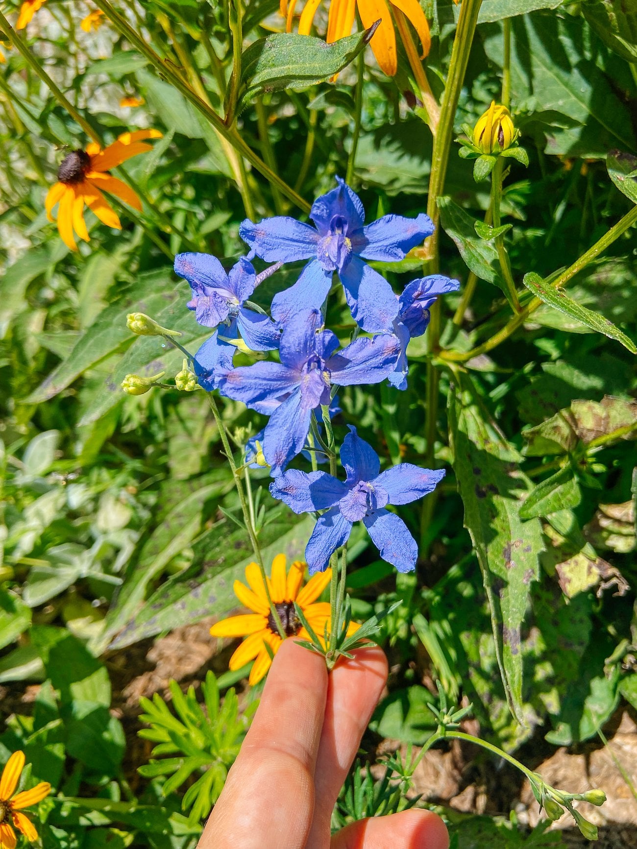 Delphinium blue butterfly