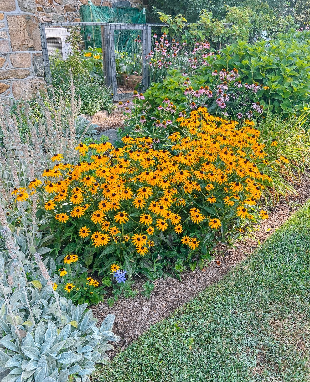 Patch of black eyed susans
